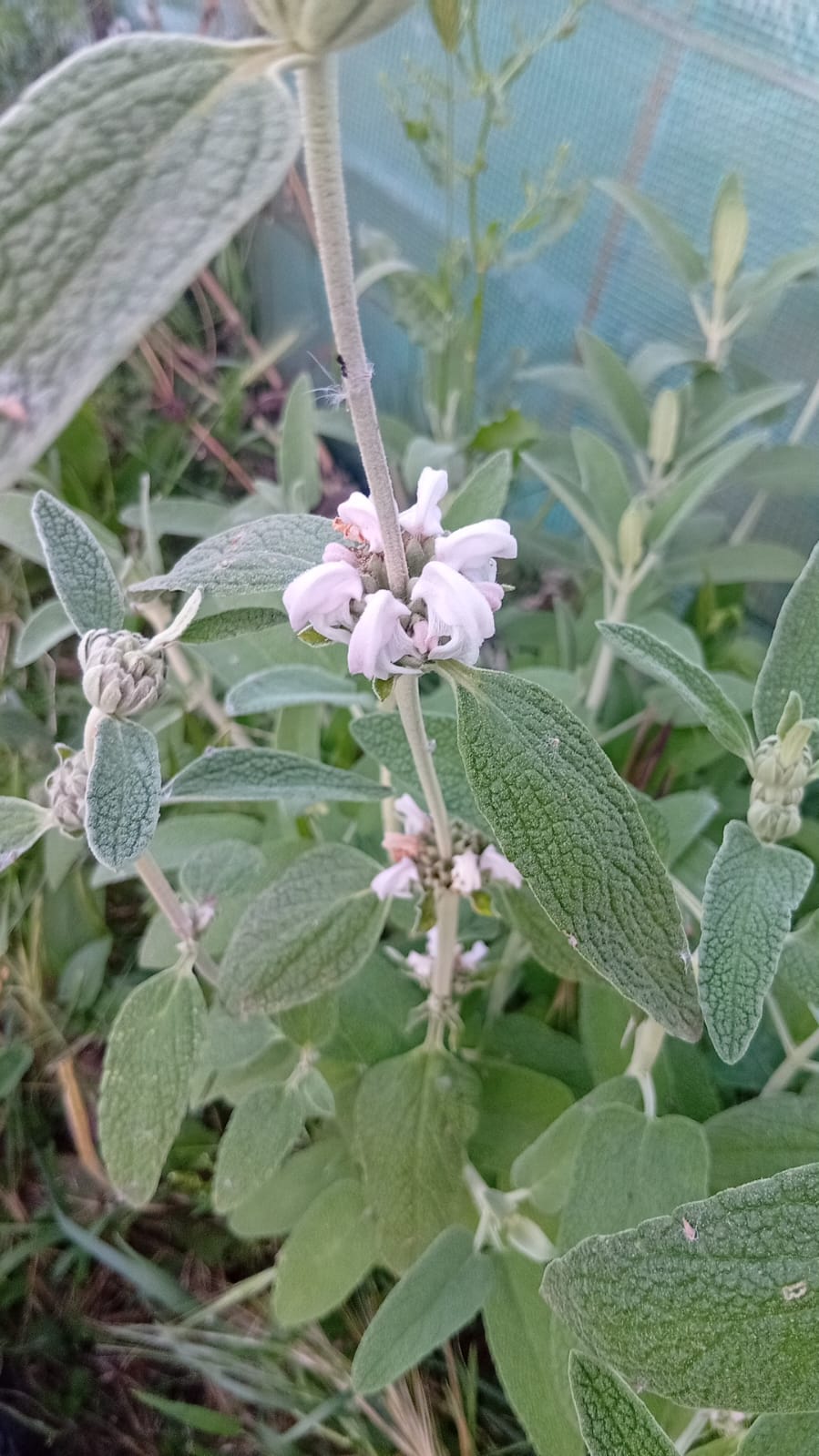 Marioila (Phlomis purpurea)