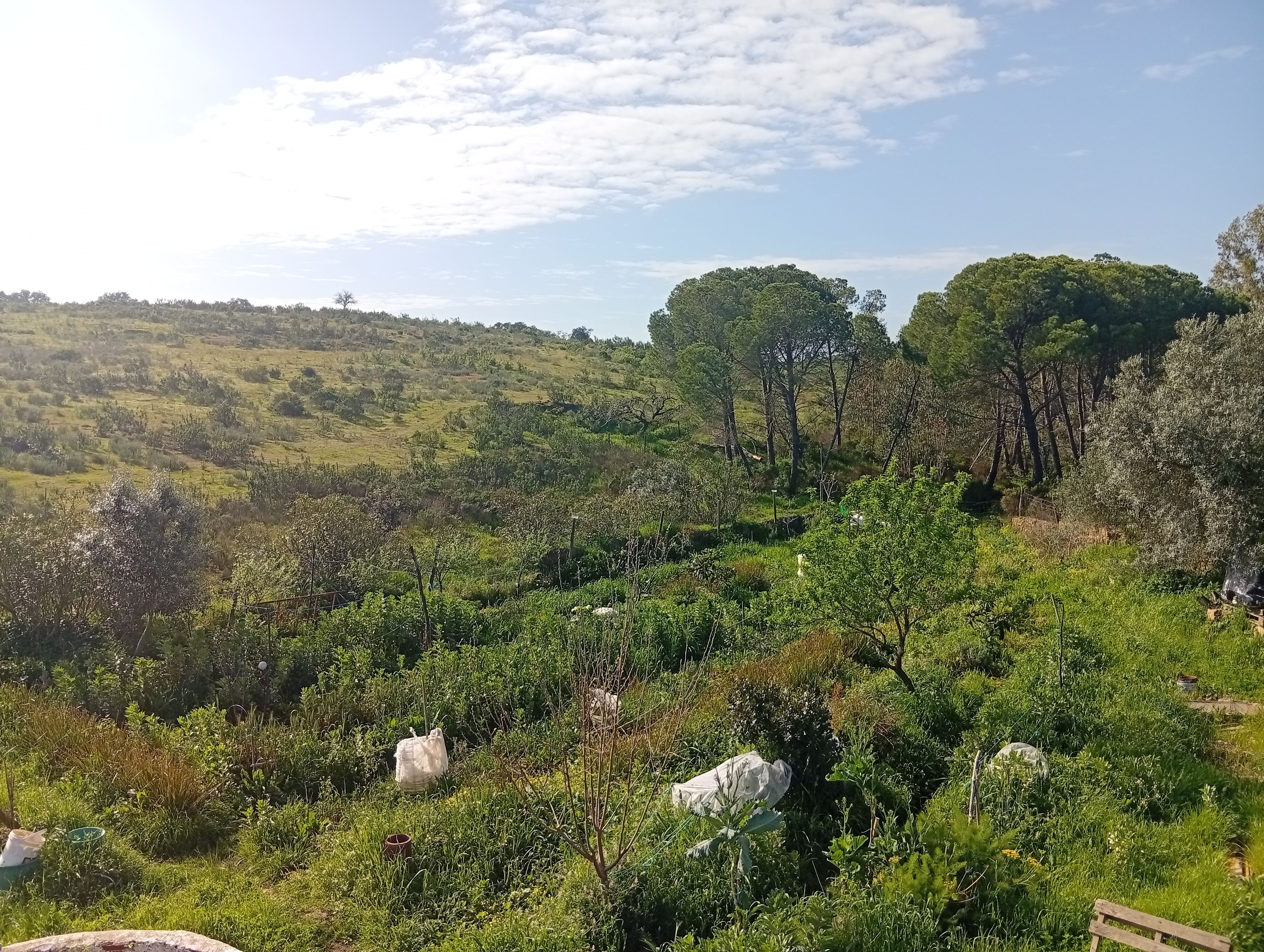Agrofloresta sintrópica em crescimento — Wild Alentejo