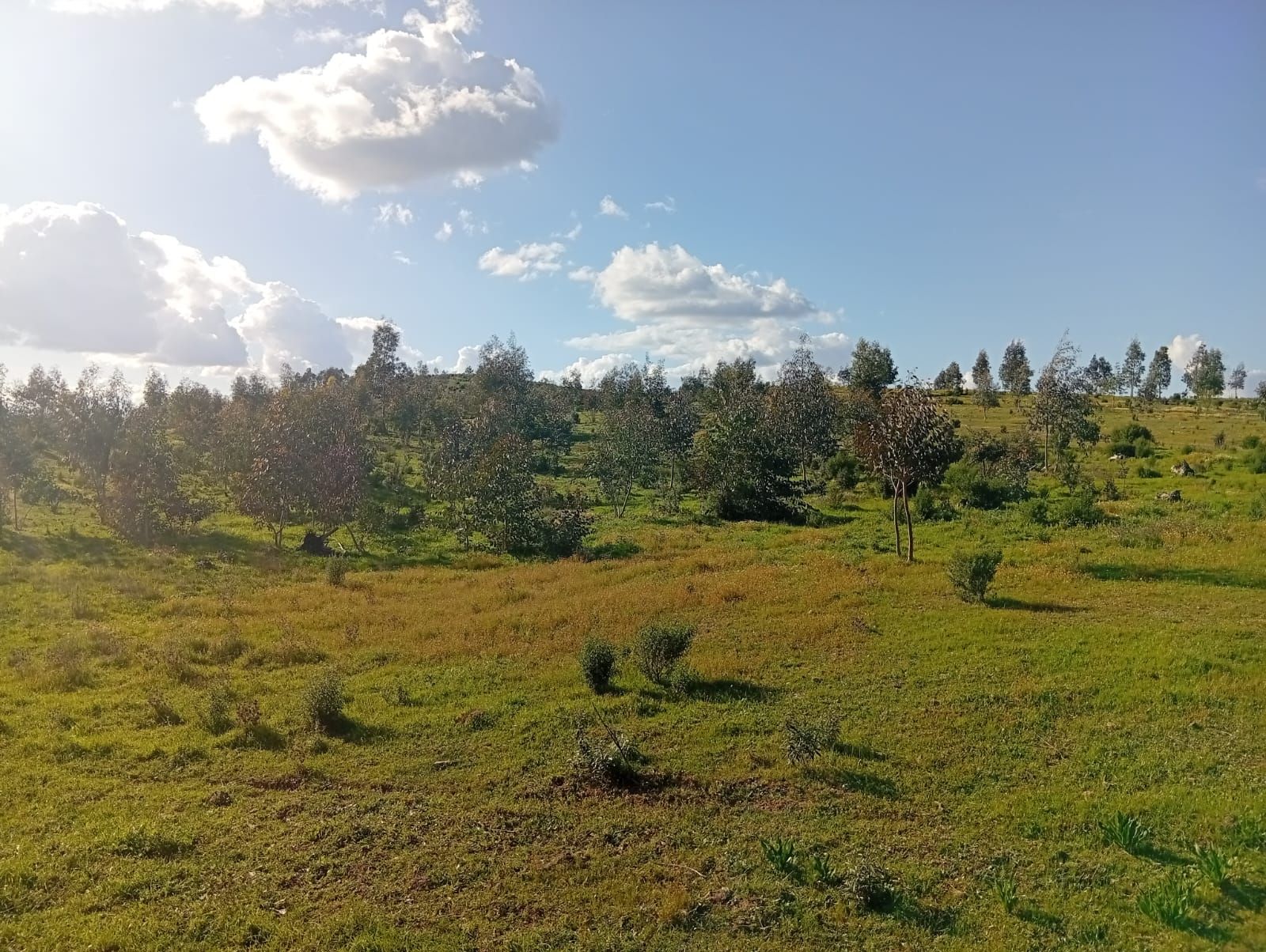 Comparação: aridez vs sintropia no projeto Wild Alentejo